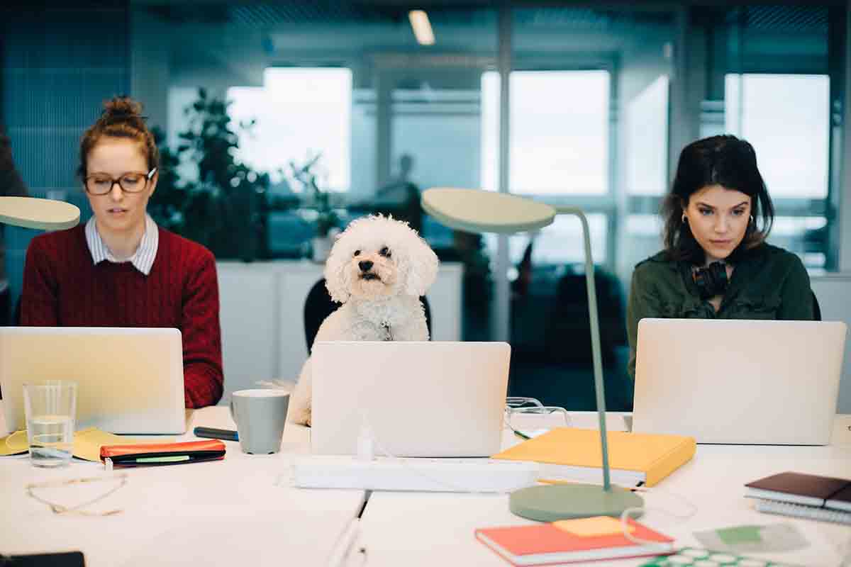 Kutya az irodában? Nem csak jobb, de produktívlégkört is teremt