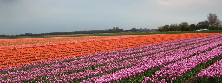 MI KÖZE VAN A BOLDOGABB KARRIERNEK A HOLLAND TULIPÁNTERMESZTÉSHEZ?