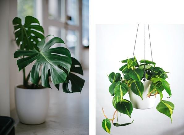 filodendron
