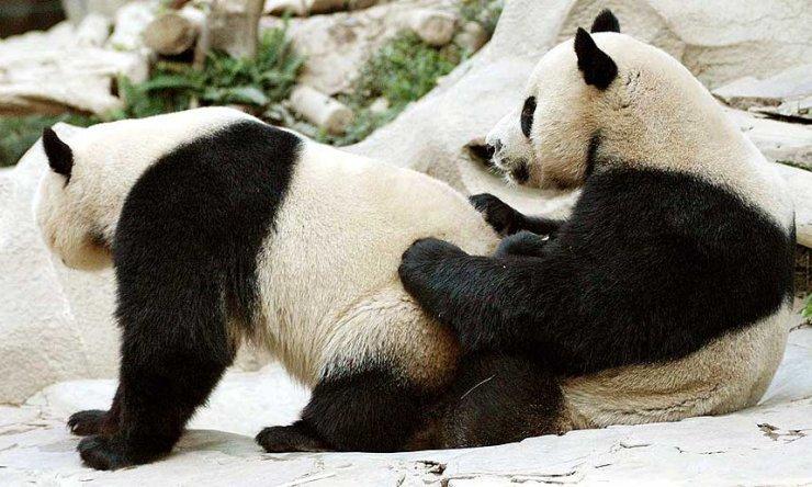 panda masszázs