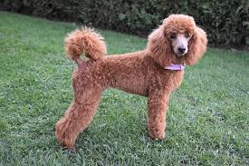 közép uszkár gizsgutya