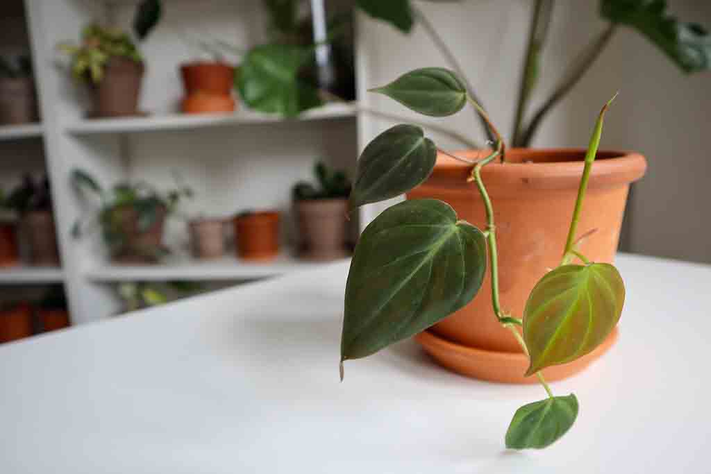Biofília - Miért érdemes növényeket elhelyezni az irodában?
