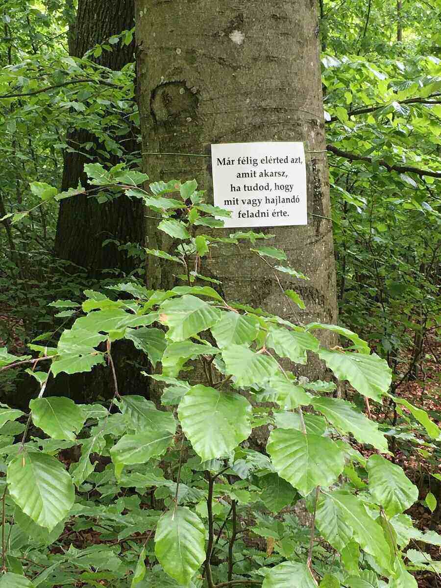 Hadobás Bernadett magyar El Camino erdő Bakony (rsz_nyito.jpg)