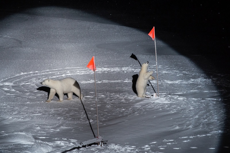 Jegesmedvék, expedíció, Esther Horvath